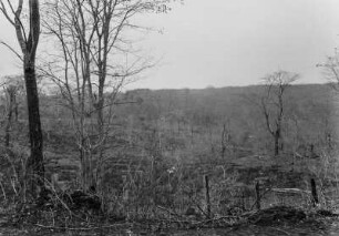 Trockenvegetation : Blick in eine Landschaft mit trockener Vegetation und Bäumen.