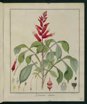 31r, Quassia amara