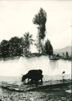 Kuh mit Kalb in Merida
