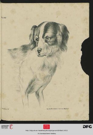 Pl. XIV [Hund (Schraffur; nach Oudry)]