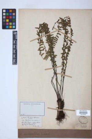 Asplenium monanthes