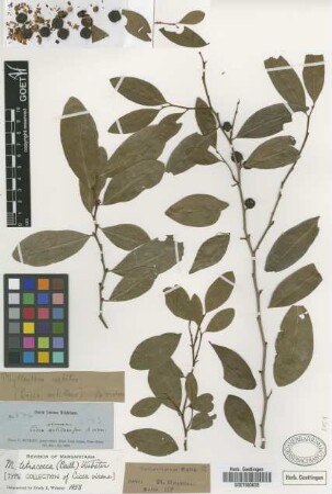 Phyllanthus nobilis Müll.Arg.