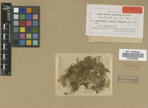 Homaliodendron flabellatum (Sm.) M.Fleisch. var. M.Fleisch. densifolium[type]