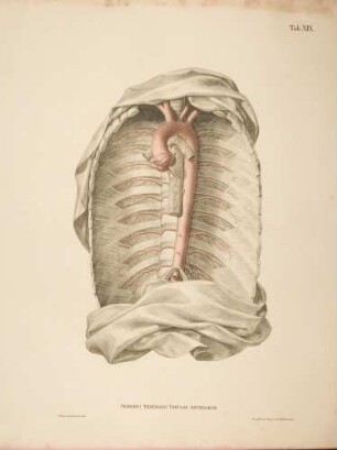 Bruststück der Aorta