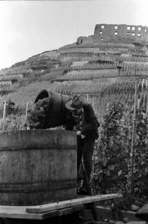 Staufen: Weinberg mit Ruine, Weinträger