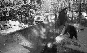 Braunbären im Karlsruher Zoo.