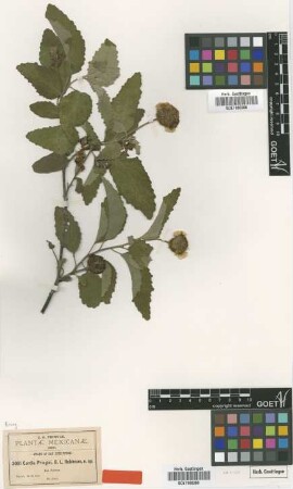Cordia pringlei B.L.Rob. [type]