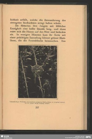 Teichrohrsänger-Weibchen (Acrocephalus streperus, Vieill., Futter im Schnabel haltend, bis die Jungen wieder hungrig werden