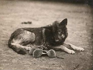 Deutschland. Deutscher Schäferhund und junge Igel
