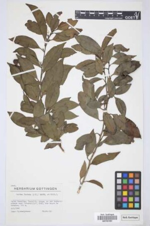 Ocotea foetens (Ait.) Benth. & Hook. f.