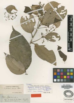 Endlicheria sericea Nees