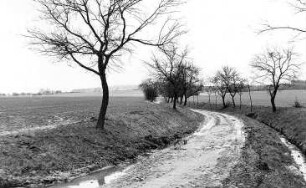 Neschwitz-Saritsch. Blick von Krinitz auf den Windmühlenberg