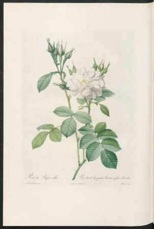 Rosa Bifera alba. Rosier des quatre Saisons à fleurs blanches. Bessin sculp.