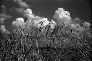 Nepotrowo: Weizenähren vor Wolkenhimmel