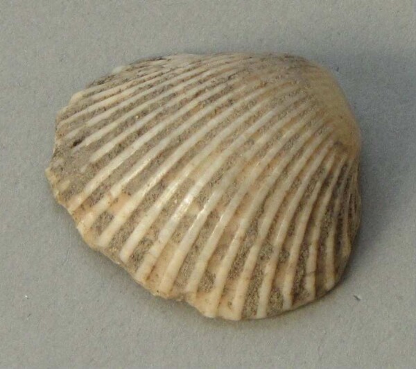 Muschelschale