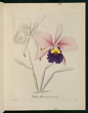 31r-31v, Cattleya Warscewiczii