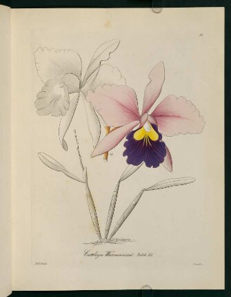 31r-31v, Cattleya Warscewiczii