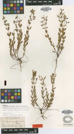 Hypericum cymbiferum Boiss. [isotype]