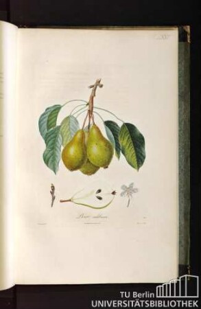 Pl. LXXIII. Poire calebasse.