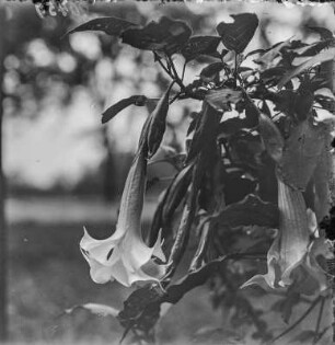 Gemeiner Stechapfel : Gemeiner Stechapfel (Datura stramonium Linnaeus).