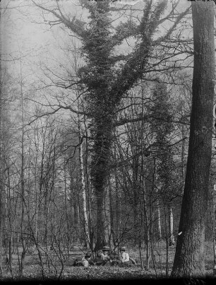 Eiche mit Efeubewuchs : Drei Frauen lagern am Fuß einer mit Efeu bewachsenen Eiche (Quercus Linnaeus) im Wald.