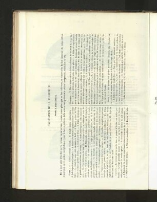 Pl. 20.