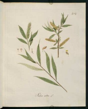 Salix alba L.