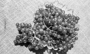 Johannisbeeren in der Reihe "Tips der Verbraucherberatung"