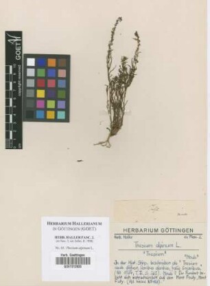 Thesium alpinum L.
