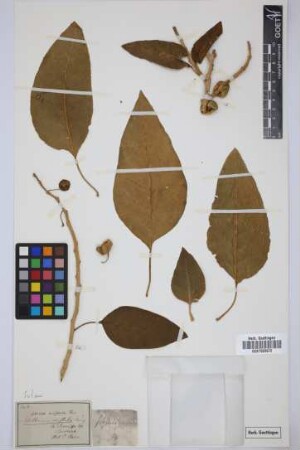 Atropa aristata Poir.