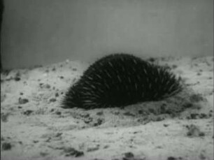 Tachyglossus aculeatus (Shaw u. Nodder) - Eingraben