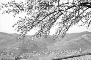 Oberbergen: Blütenast, dahinter Oberbergen