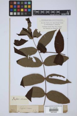 Juglans cinerea L.