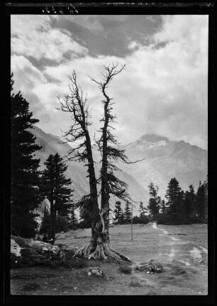 Alpen, toter Baum vor Berggipfeln