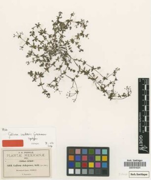Galium jalapense Schltdl.