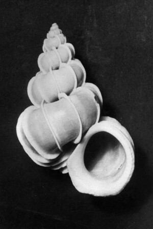 Scalaria preciosa (Wendeltreppen-Schnecke)