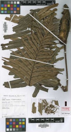 Blechnum bruneum M.Kessler & A.R.Sm. [isotype]