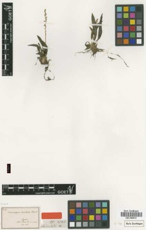 Microstylis lancifolia Thwaites [type]