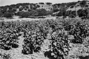 Weinanbau : Blick über Weinanbau.