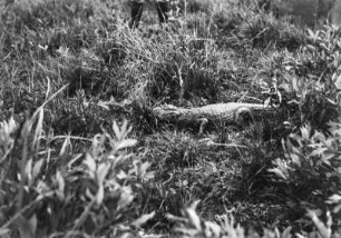 Alligator : Ein Alligator am Wegesrand.