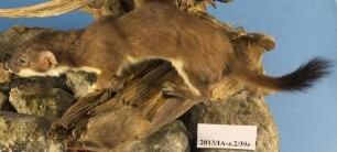 Wiesel