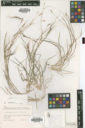 Heteropogon contortus (L.) P.Beauv. ex Roem. & Schult.