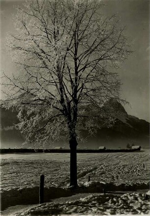 Winter in Oberbayern - Rauhreifbaum bei Garmisch gegen Zugspitze
