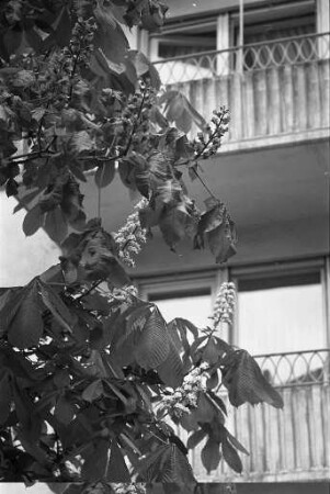 Kastanienblüten-Kuriosität in der Händelstraße