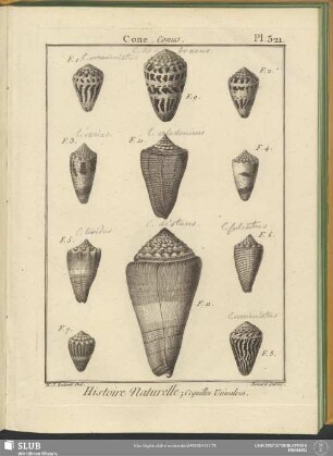 Pl. 321. Cone. Conus