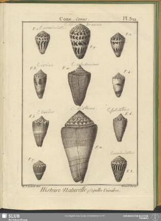 Pl. 321. Cone. Conus