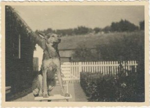 Rohlfshagen, Kupfermühle: Schäferkate, vor Traufseite: Schäferhund auf Klappstuhl: Plattenweg, Hecke, hinten Zaun, Gartentor, dahinter Atelier, Schuppen: im Hintergrund Wiese an Abhang