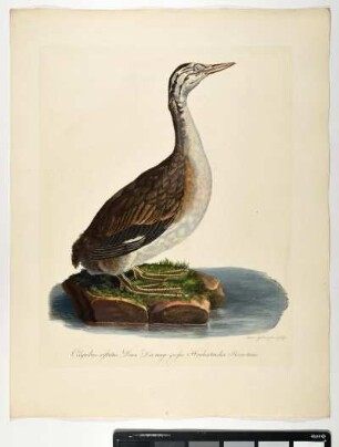 Colymbus cristatus. Linn. Der iunge grosse Haubentaucher. Hornotinus. - Haubentaucher. Podiceps cristatus; hornotinus. - Zeichner und Stecher: Ambrosius Gabler
