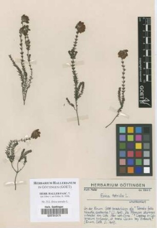 Erica tetralix L.