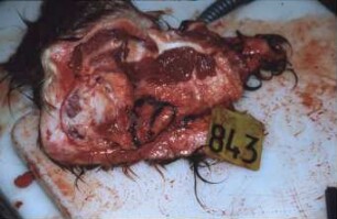 Fotografie: Tieridentifikation, Transponder, Implantat